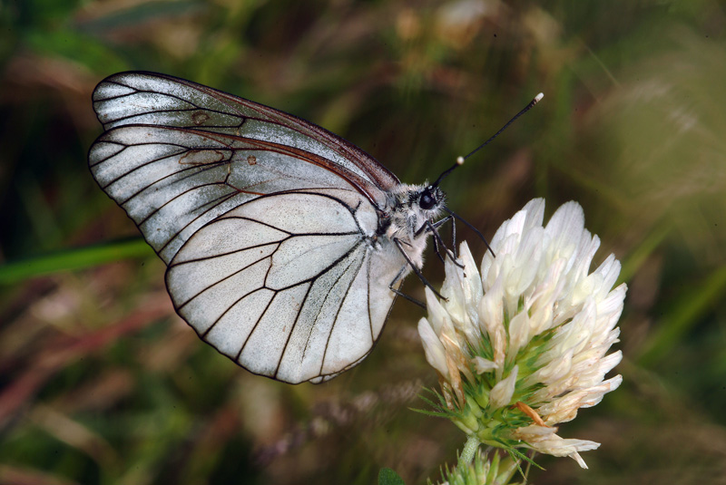 Da determinare 11 - Aporia crataegi